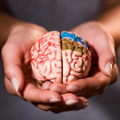Female Hands Holding the Model of a Human Brain with Color Marked Areas