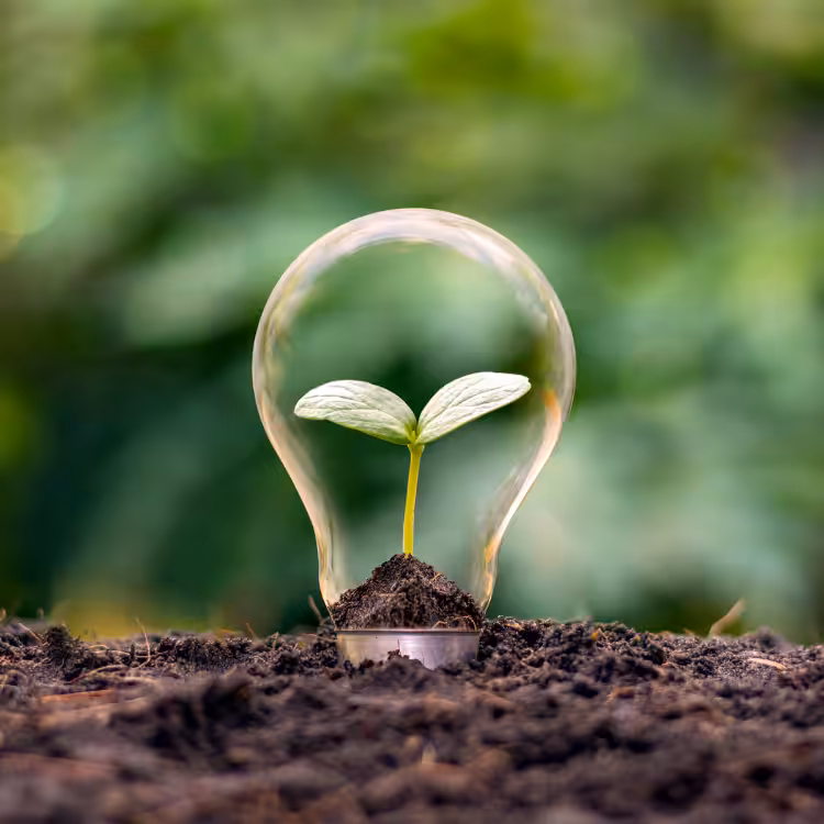 Small Plant Growing in a Light Bulb in Soil with a Blurred Forest Background