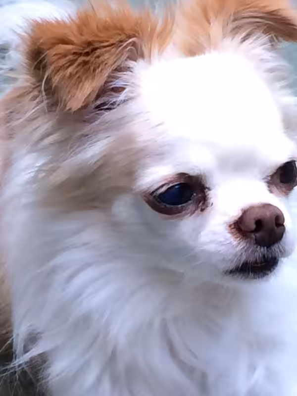Percy the Chihuahua Looking Happy and Healthy after Wellness improvements