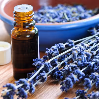 Aromatherapy Oil on a Wooden Desk Next to the Lavender Plant