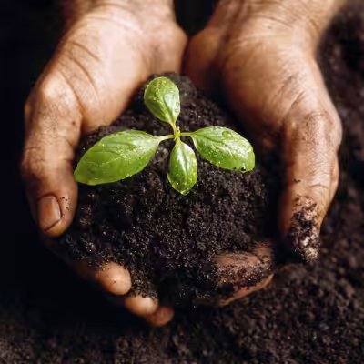 Hands Holding the Soil with Growing Plant