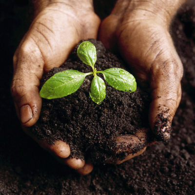 Hands Holding the Soil with Growing Plant