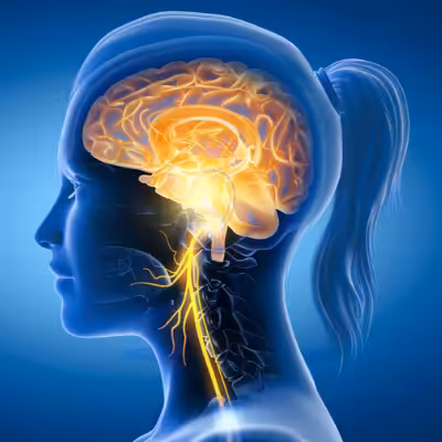 3D Projection of Female Head With Visible Brain and Vagus Nerve