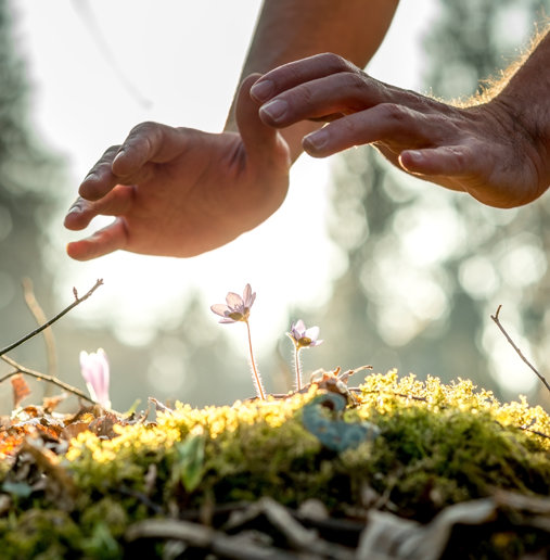Male Hands In Nature Facing Grass With Flowers