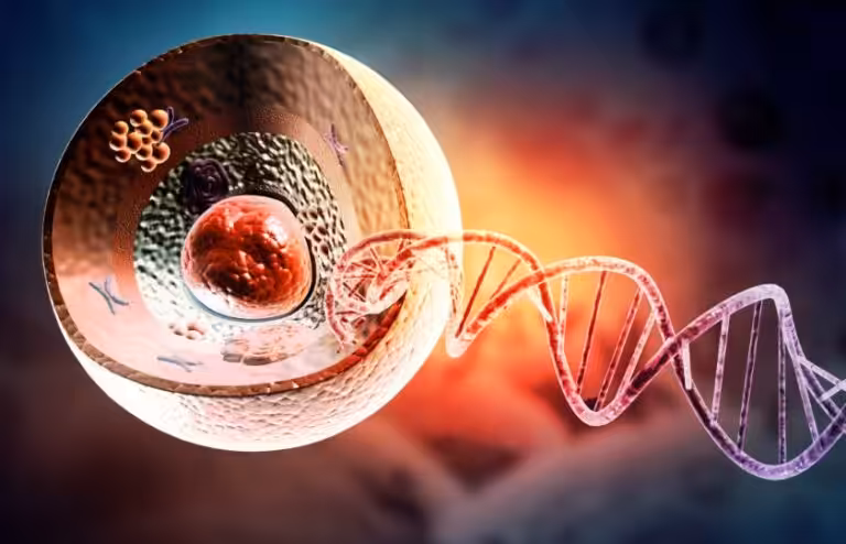 The Cross Section Of A Human Cell
