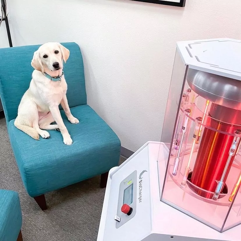 White Labrador Dog Sits on a Turqoise Chair In Front Of a BioCharger Machine