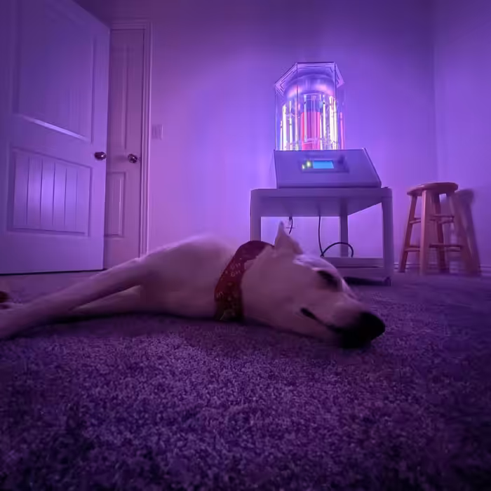 A dog lying on a carpet in a room illuminated with purple light, with a colorful lit Biocharger in the background.